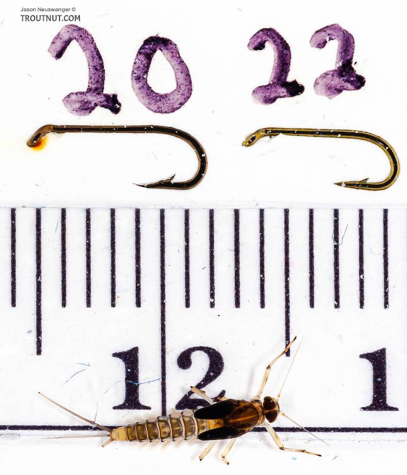 Ruler view of a Baetis (Baetidae) (Blue-Winged Olive) Mayfly Nymph from Cayuta Creek in New York The smallest ruler marks are 1 mm.
