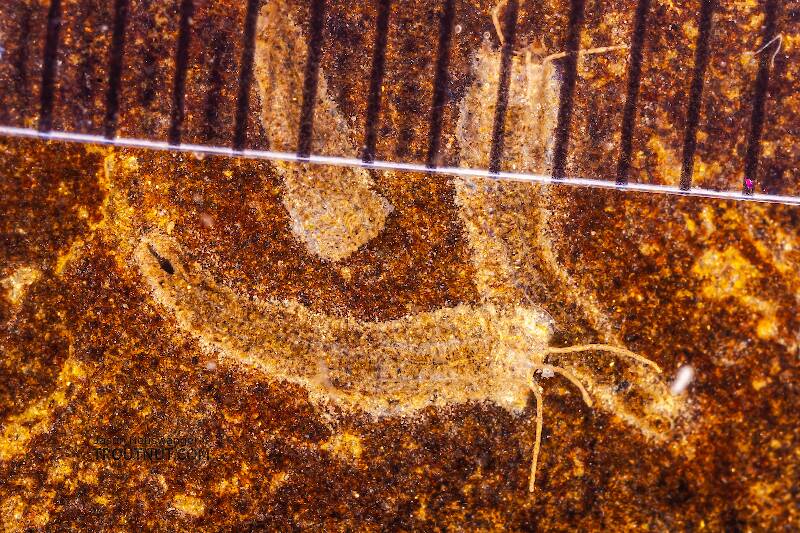 A millimeter ruler overlaid by the case.

Rheotanytarsus (Chironomidae) Midge Larva from Cayuta Creek in New York