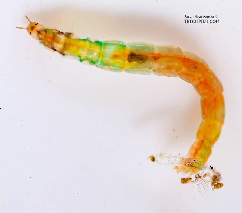 Rheotanytarsus (Chironomidae) Midge Larva from Cayuta Creek in New York