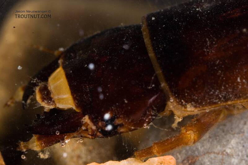 Nigronia serricornis (Corydalidae) (Fishfly) Hellgrammite Larva from Factory Brook in New York