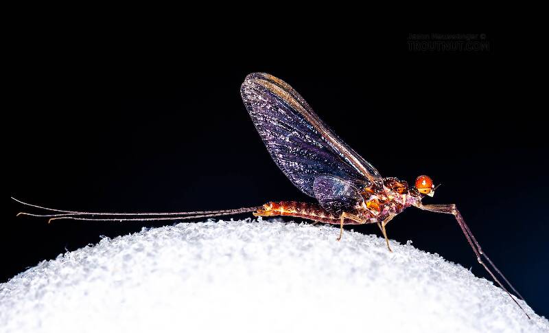 An Ephemerella mayfly. This mayfly is an adult mayfly of the imago or "spinner" stage

Lateral view of a Male Ephemerella subvaria (Ephemerellidae) (Hendrickson) Mayfly Spinner from Fall Creek in New York