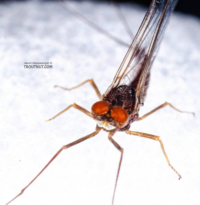Male Ephemerella subvaria (Ephemerellidae) (Hendrickson) Mayfly Spinner from Fall Creek in New York