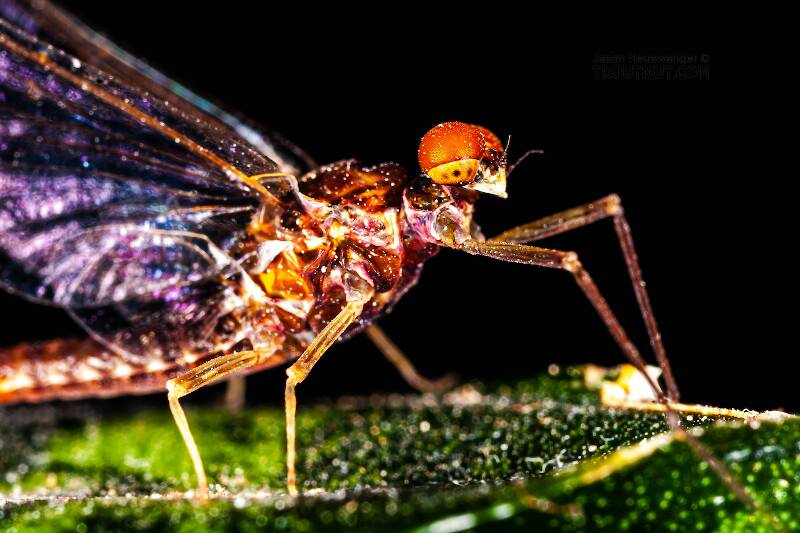 Male Ephemerella subvaria (Ephemerellidae) (Hendrickson) Mayfly Spinner from Fall Creek in New York