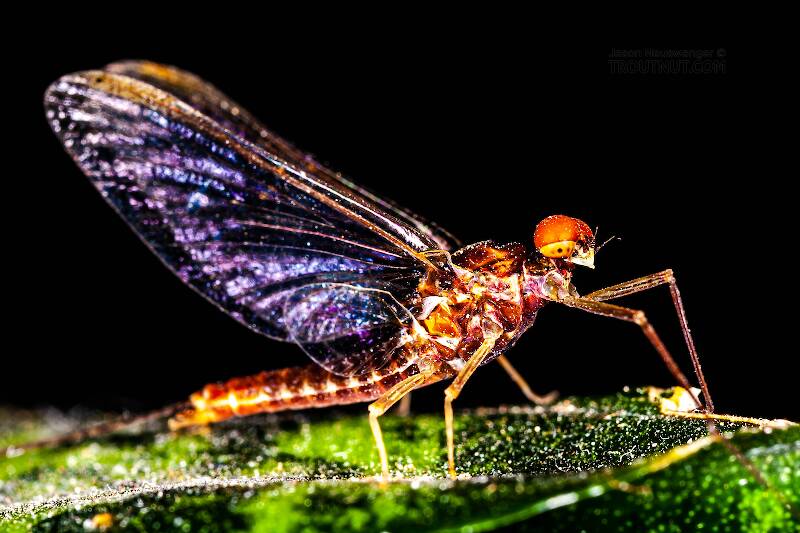 Artistic view of a Male Ephemerella subvaria (Ephemerellidae) (Hendrickson) Mayfly Spinner from Fall Creek in New York