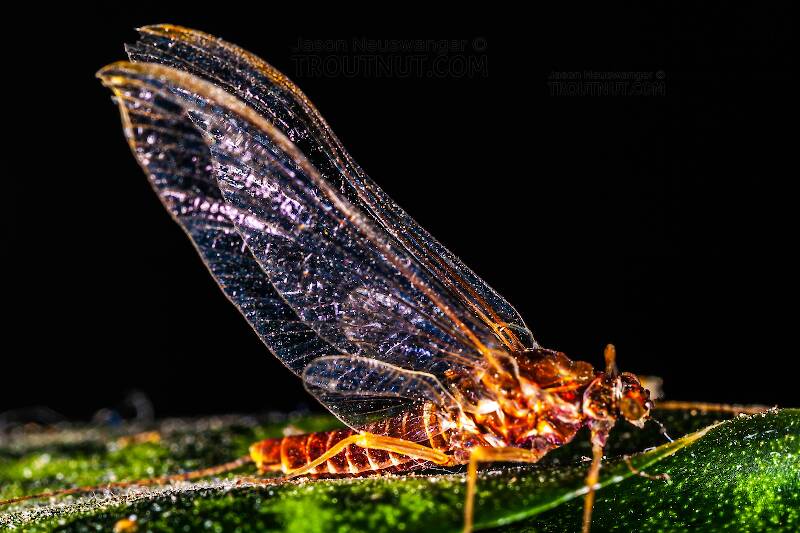 Artistic view of a Female Ephemerella subvaria (Ephemerellidae) (Hendrickson) Mayfly Spinner from Fall Creek in New York