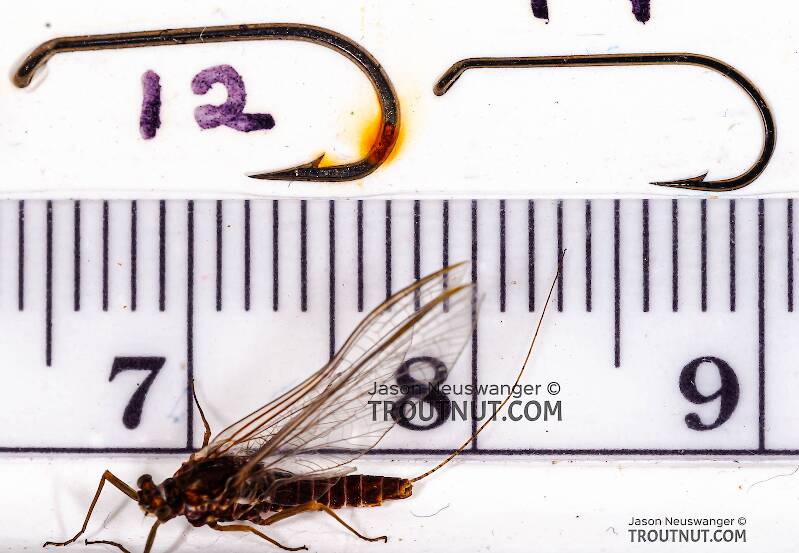 Ruler view of a Female Ephemerella subvaria (Ephemerellidae) (Hendrickson) Mayfly Spinner from Fall Creek in New York The smallest ruler marks are 1 mm.