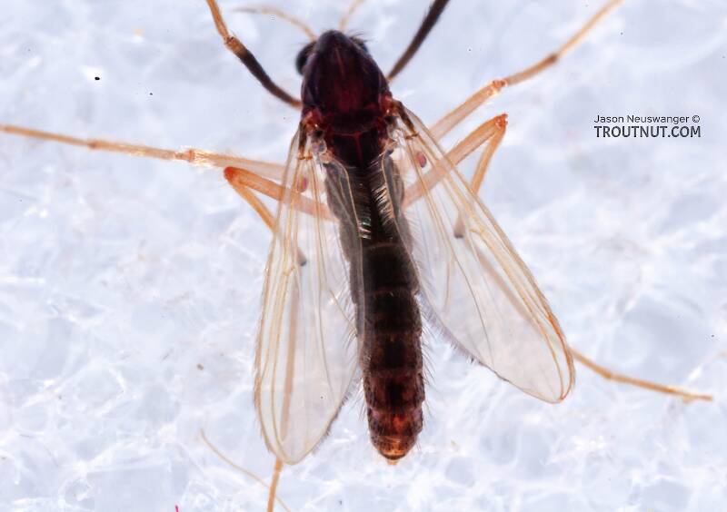 Dorsal view of a Chironomidae (Midge) True Fly Adult from Mystery Creek #62 in New York
