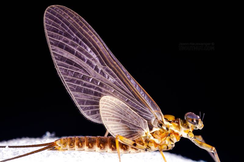 Male Epeorus pleuralis (Heptageniidae) (Quill Gordon) Mayfly Dun from Dresserville Creek in New York