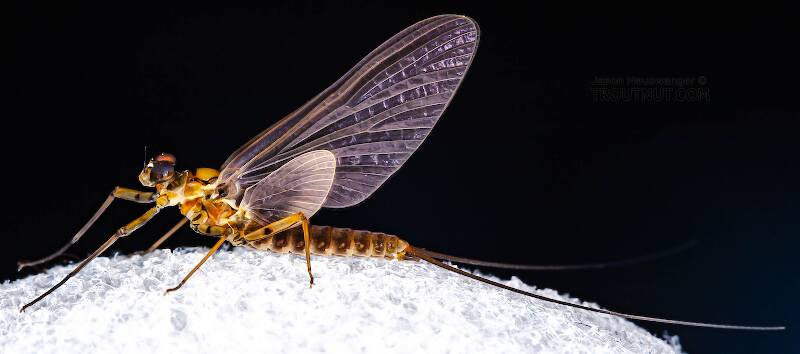 Lateral view of a Male Epeorus pleuralis (Heptageniidae) (Quill Gordon) Mayfly Dun from Dresserville Creek in New York