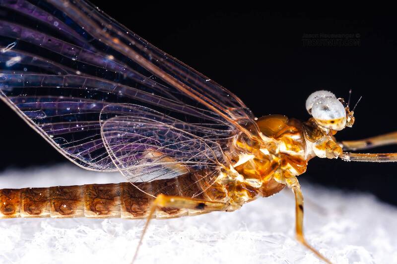 Male Epeorus pleuralis (Heptageniidae) (Quill Gordon) Mayfly Spinner from Dresserville Creek in New York
