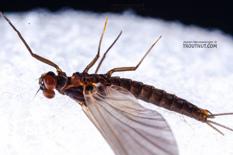 Dorsal view of a Male Neoleptophlebia adoptiva (Leptophlebiidae) (Blue Quill) Mayfly Dun from Dresserville Creek in New York