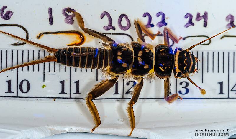 Ruler view of a Acroneuria abnormis (Perlidae) (Golden Stone) Stonefly Nymph from Mongaup Creek in New York The smallest ruler marks are 1 mm.