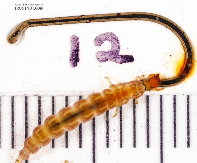 Ruler view of a Rhyacophila carolina (Rhyacophilidae) (Green Sedge) Caddisfly Larva from Mongaup Creek in New York The smallest ruler marks are 1 mm.