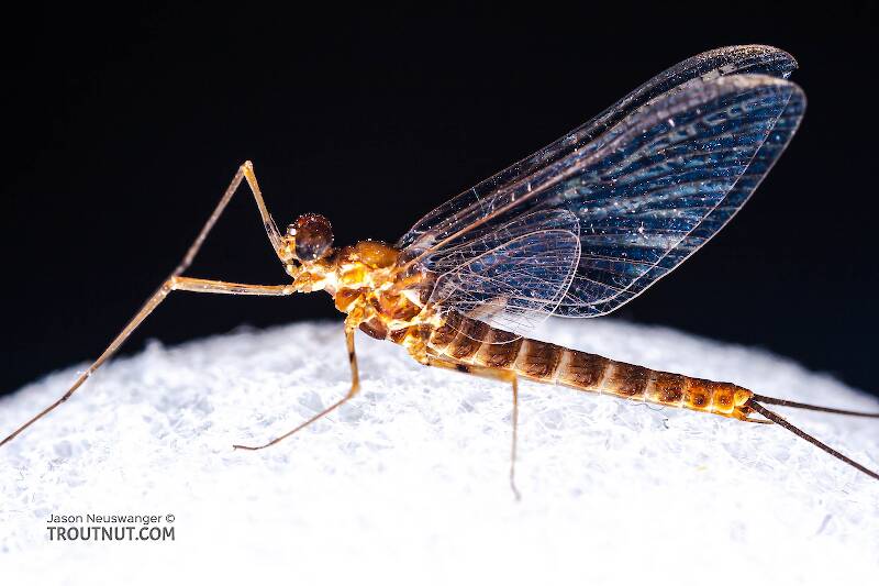Male Epeorus (Heptageniidae) (Little Maryatt) Mayfly Spinner from Unnamed trib of Factory Brook along 42a in New York