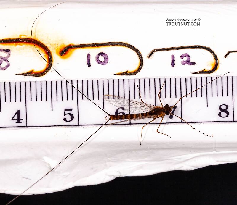 Ruler view of a Male Epeorus (Heptageniidae) (Little Maryatt) Mayfly Spinner from Unnamed trib of Factory Brook along 42a in New York The smallest ruler marks are 1 mm.