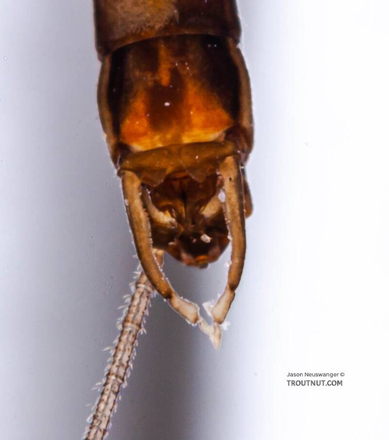 Male Neoleptophlebia adoptiva (Leptophlebiidae) (Blue Quill) Mayfly Spinner from Factory Brook in New York