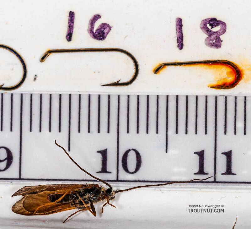 Ruler view of a Apatania (Apataniidae) (Early Smoky Wing Sedge) Caddisfly Adult from the West Branch of the Delaware River in New York The smallest ruler marks are 1 mm.