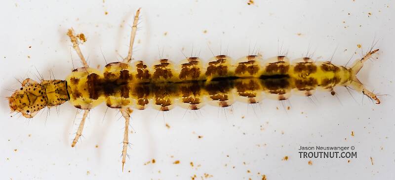 Dorsal view of a Polycentropus (Polycentropodidae) (Brown Checkered Summer Sedge) Caddisfly Larva from the Delaware River in New York