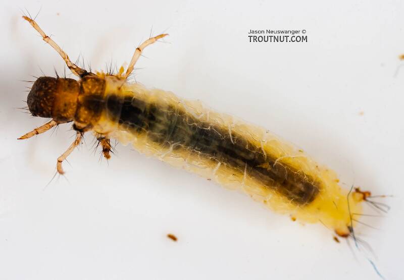 Dorsal view of a Lepidostoma (Lepidostomatidae) (Little Brown Sedge) Caddisfly Larva from the Delaware River in New York