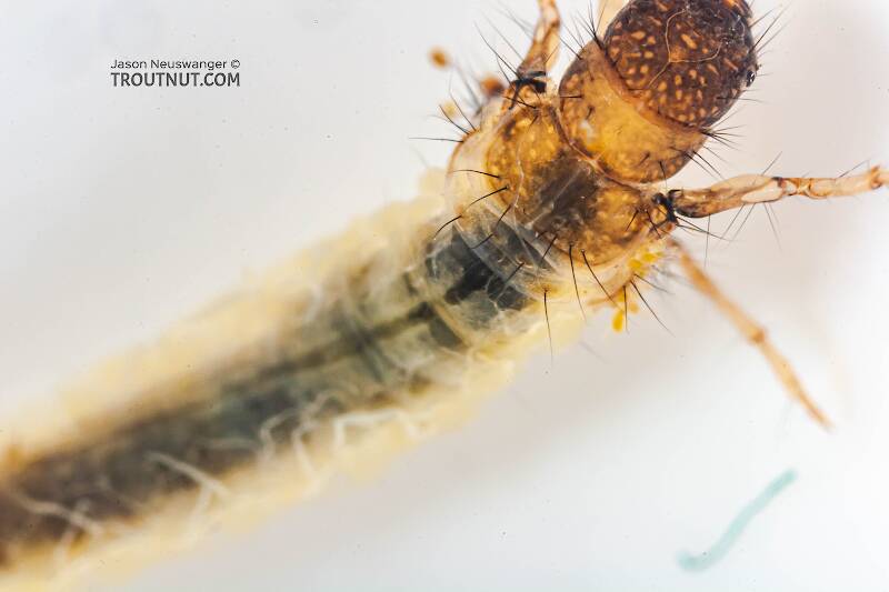 Lepidostoma (Lepidostomatidae) (Little Brown Sedge) Caddisfly Larva from the Delaware River in New York