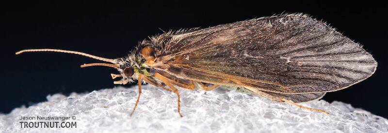 Lateral view of a Brachycentrus appalachia (Brachycentridae) (Apple Caddis) Caddisfly Adult from the West Branch of the Delaware River in New York