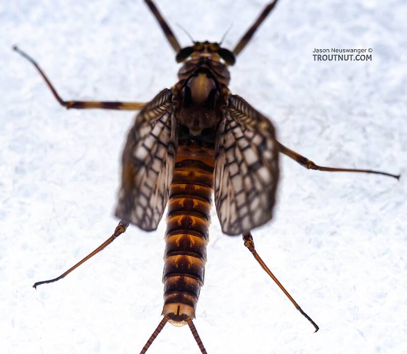 Dorsal view of a Female Stenonema vicarium (Heptageniidae) (March Brown) Mayfly Dun from the Neversink River in New York
