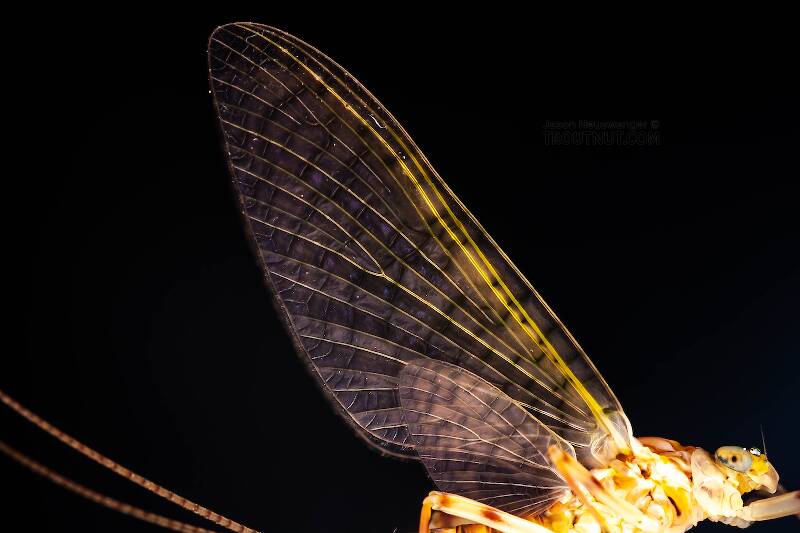 Female Stenonema ithaca (Heptageniidae) (Light Cahill) Mayfly Dun from the Little Juniata River in Pennsylvania