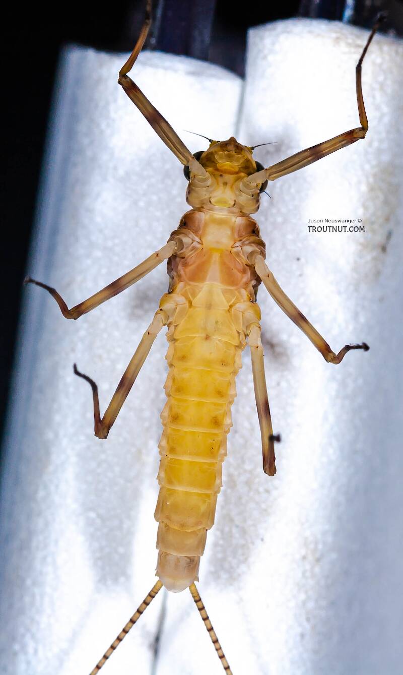 Ventral view of a Female Stenonema ithaca (Heptageniidae) (Light Cahill) Mayfly Dun from the Little Juniata River in Pennsylvania