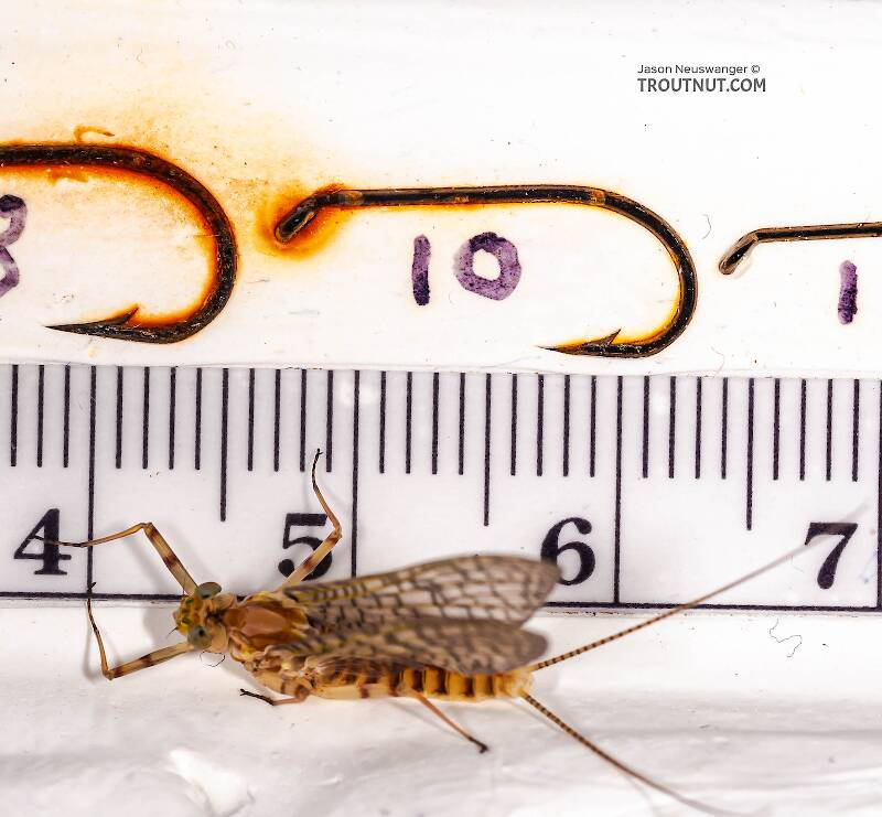 Ruler view of a Female Stenonema ithaca (Heptageniidae) (Light Cahill) Mayfly Dun from the Little Juniata River in Pennsylvania The smallest ruler marks are 1 mm.
