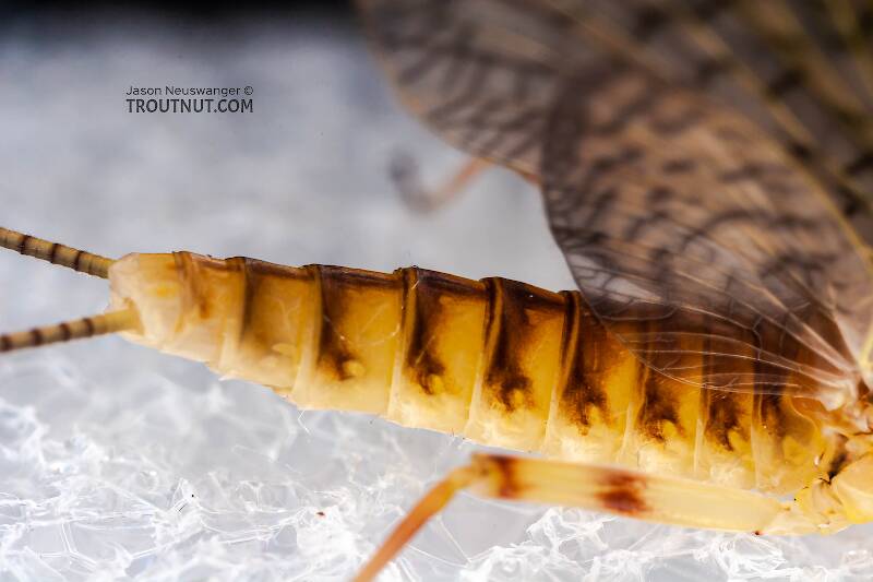 Female Stenonema ithaca (Heptageniidae) (Light Cahill) Mayfly Dun from the Little Juniata River in Pennsylvania