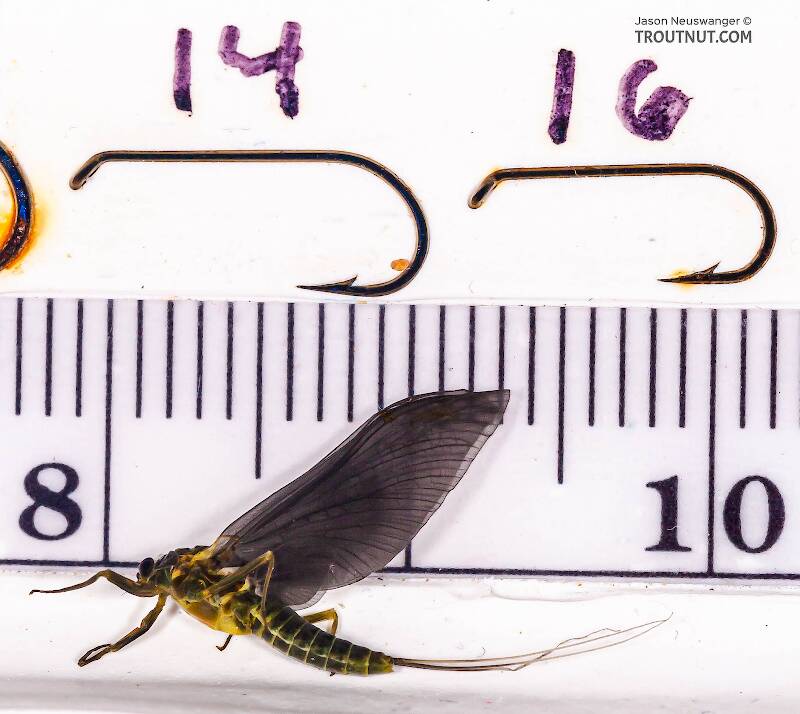 Ruler view of a Female Drunella cornuta (Ephemerellidae) (Large Blue-Winged Olive) Mayfly Dun from Brodhead Creek in Pennsylvania The smallest ruler marks are 1 mm.