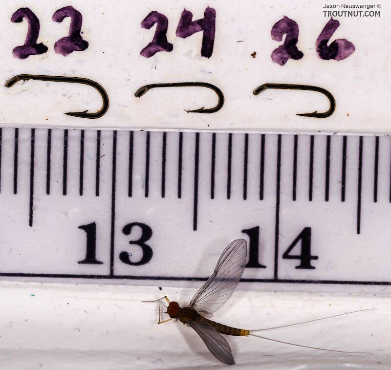 Ruler view of a Male Baetidae (Blue-Winged Olive) Mayfly Dun from Brodhead Creek in Pennsylvania The smallest ruler marks are 1 mm.