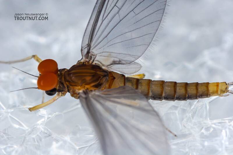 Dorsal view of a Male Baetidae (Blue-Winged Olive) Mayfly Dun from Brodhead Creek in Pennsylvania