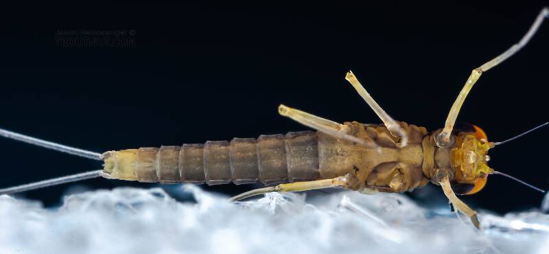 Ventral view of a Male Baetidae (Blue-Winged Olive) Mayfly Dun from Brodhead Creek in Pennsylvania
