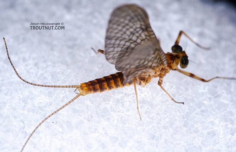 Dorsal view of a Male Stenonema ithaca (Heptageniidae) (Light Cahill) Mayfly Dun from Paradise Creek in Pennsylvania
