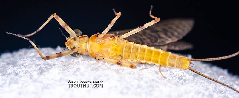 Ventral view of a Male Stenonema ithaca (Heptageniidae) (Light Cahill) Mayfly Dun from Paradise Creek in Pennsylvania