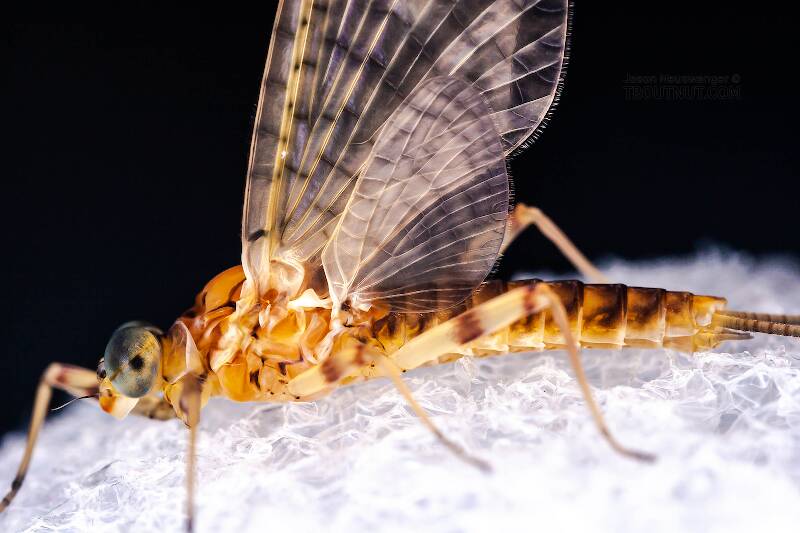 Male Stenonema ithaca (Heptageniidae) (Light Cahill) Mayfly Dun from Paradise Creek in Pennsylvania