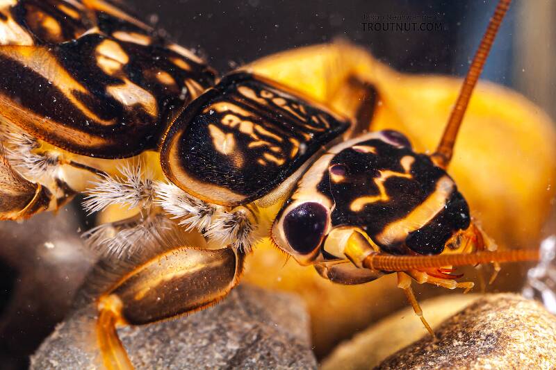Acroneuria abnormis (Perlidae) (Golden Stone) Stonefly Nymph from Paradise Creek in Pennsylvania