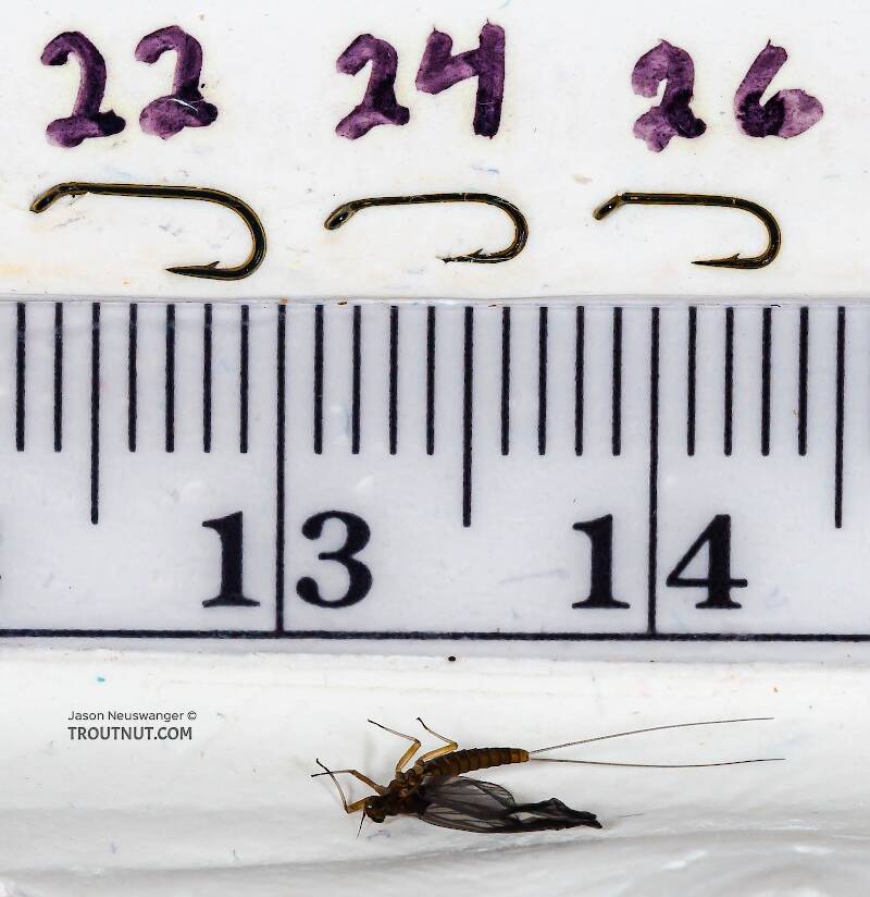 Ruler view of a Female Baetidae (Blue-Winged Olive) Mayfly Dun from Paradise Creek in Pennsylvania The smallest ruler marks are 1 mm.