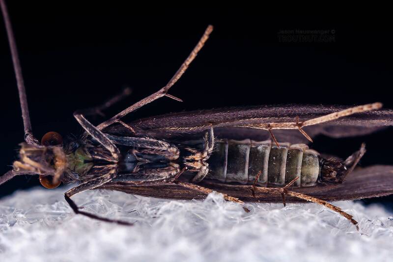 Ventral view of a Male Psilotreta labida (Odontoceridae) (Dark Blue Sedge) Caddisfly Adult from the West Branch of the Delaware River in New York