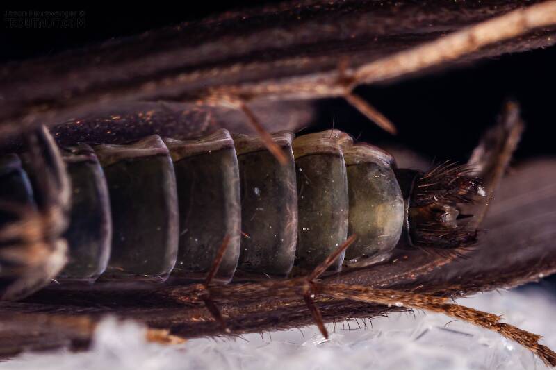 Male Psilotreta labida (Odontoceridae) (Dark Blue Sedge) Caddisfly Adult from the West Branch of the Delaware River in New York
