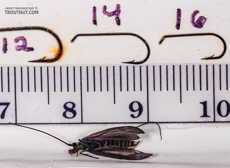 Ruler view of a Male Psilotreta labida (Odontoceridae) (Dark Blue Sedge) Caddisfly Adult from the West Branch of the Delaware River in New York The smallest ruler marks are 1 mm.