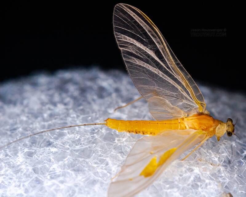 Female Penelomax septentrionalis (Ephemerellidae) Mayfly Dun from the West Branch of the Delaware River in New York