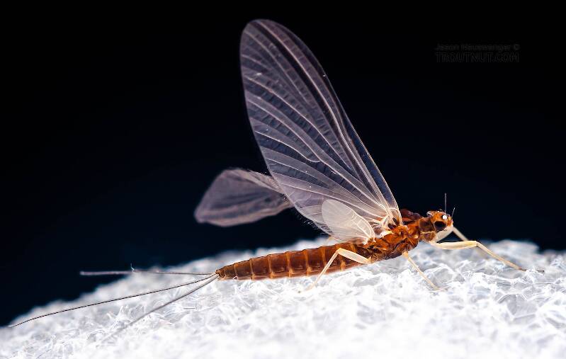 Lateral view of a Female Neoleptophlebia (Leptophlebiidae) Mayfly Dun from the West Branch of the Delaware River in New York