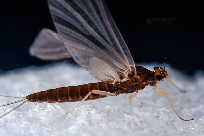 Female Neoleptophlebia (Leptophlebiidae) Mayfly Dun from the West Branch of the Delaware River in New York