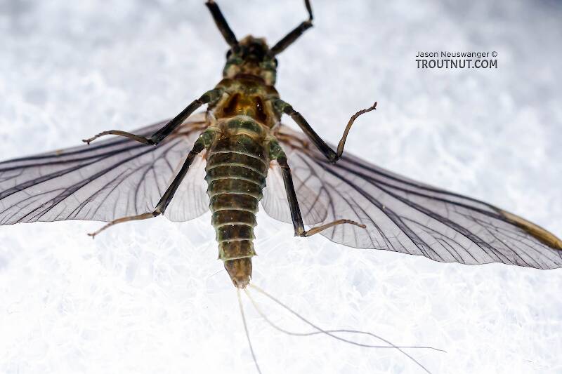 Female Drunella tuberculata (Ephemerellidae) Mayfly Dun from the West Branch of the Delaware River in New York