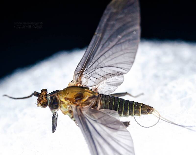 Dorsal view of a Female Drunella tuberculata (Ephemerellidae) Mayfly Dun from the West Branch of the Delaware River in New York