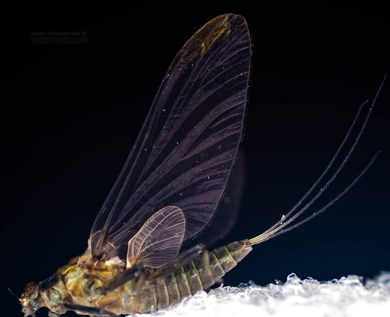 Female Drunella tuberculata (Ephemerellidae) Mayfly Dun from the West Branch of the Delaware River in New York