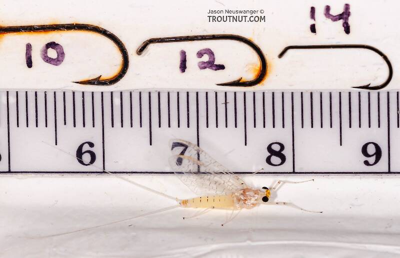 Ruler view of a Female Stenonema terminatum (Heptageniidae) Mayfly Spinner from the West Branch of the Delaware River in New York The smallest ruler marks are 1 mm.