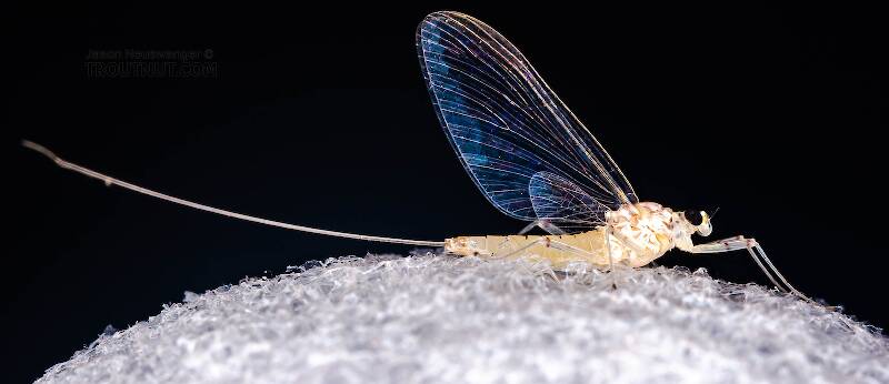 Lateral view of a Female Stenonema terminatum (Heptageniidae) Mayfly Spinner from the West Branch of the Delaware River in New York